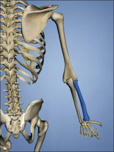 Comment cet os se nomme-t-il ?