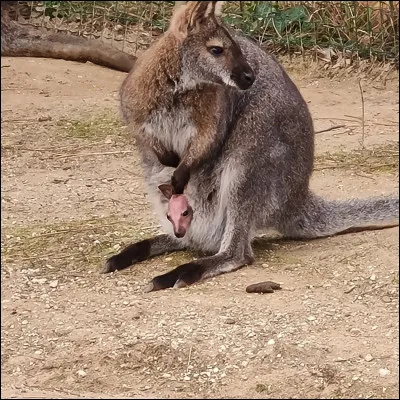 Comment appelles-tu un bébé kangourou ?