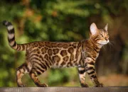 Quiz Quiz sur les chats !