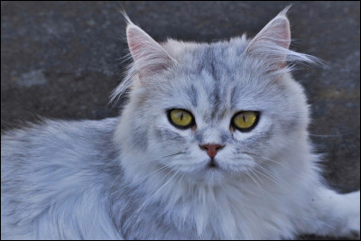 Les chats de quelle race (parmi celles-là) ont-ils toujours un pelage noir ?