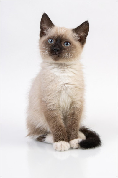 Comment sappelle la race de chat qui a le même nom que celui dune coiffure ?