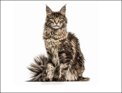 Quelle est la plus grande race de chat au monde ?