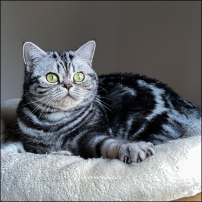 Quelle race de chat est aussi appellée « Chat du Lac de Van » ?