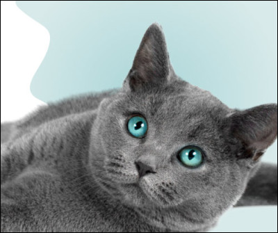 Donc, dans toute sa vie, un chat dort en moyenne