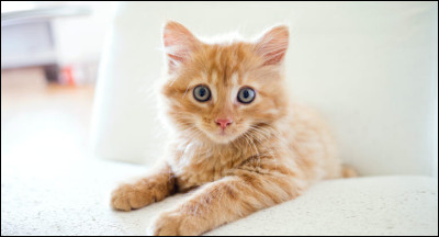 Quel pourcentage décailles-de-tortue sont des chattes ?