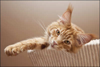 Parmi ces photos, laquelle représente un Sibérien ?