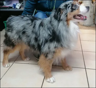 Voici la cinquième question : quelle est la race de ce chien ?