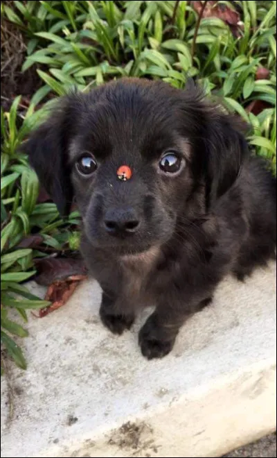 Aimes-tu cette image ?