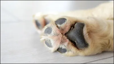 Souhaites-tu avoir des coussinets ?