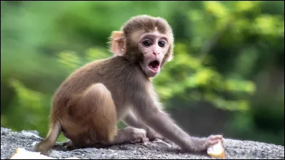 Selon le Pokédex, quel Pokémon est de catégorie "Turbusinge" ?