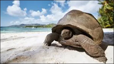 Dans quel océan se trouvent les Seychelles ?