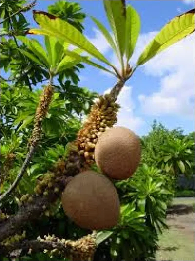 Quel est le goût de la sapote ?