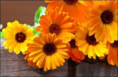 Quelles sont ces jolies fleurs ?