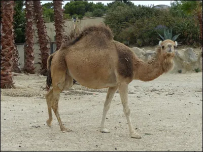 En Afrique, quel pays concentre le plus grand effectif de dromadaires ?