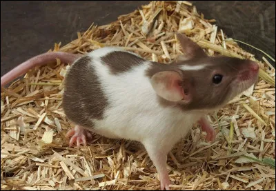 La souris fait partie de la famille des...
