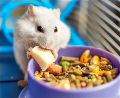 L'image montre un rongeur, mais de qui s'agit-il ?