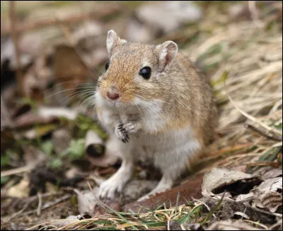 Quel est ce rongeur ?