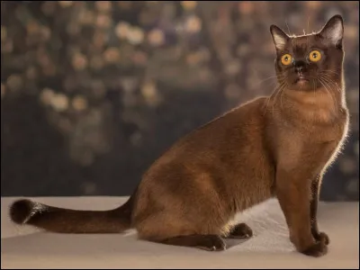 Quel est le nom de ce chat ?