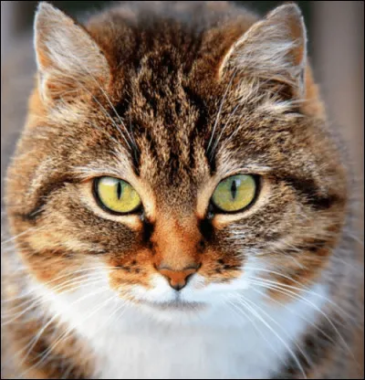 Comment s'appelle-t-il donc ?