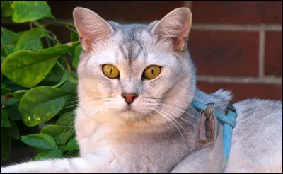 Mon premier est le nom du serpent du "Livre de la Jungle".
Mon deuxième est ce que l'on fait lorsqu'on doit étudier un livre.
Mon troisième est une partie d'un arbre.
Qui suis-je ?