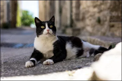 Je suis un mouvement de danse mais je peux également être un ornement architectural. Qui suis-je ?