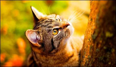 Mon premier est la neuvième lettre de l'alphabet. 
Mon second est la traduction du mot "elle" en allemand.
Mon dernier est un verbe du troisième groupe, conjugué à l'une des personnes du singulier et signifiant, être plongé dans le sommeil.
Mon tout est un prénom d'origine grecque.
Qui suis-je ?