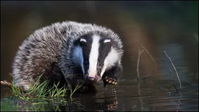Je ne suis pas midi, pourtant, je lui ressemble. Qui suis-je ?