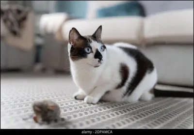 Je suis un rongeur aux pattes arrières et à la queue très longues et vivant dans le désert. Qui suis-je ?