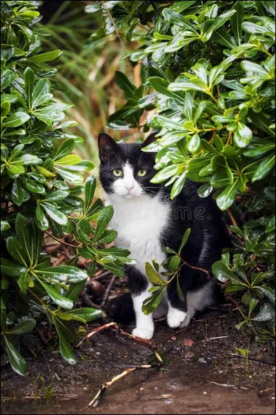 Je suis la charpente osseuse d'un animal. Qui suis-je ?