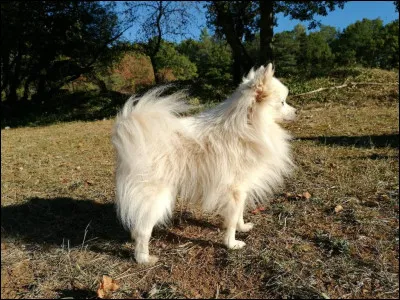 Tu rentres chez toi et ton chien a fait pipi sur le canapé, que fais-tu ?