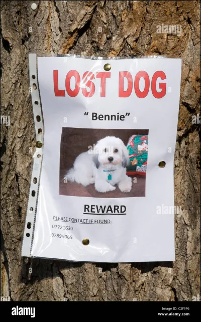 Ton chien disparait pendant une heure. Quelle est ta réaction ?