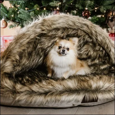 Ton chien te mord. Que fais-tu ?