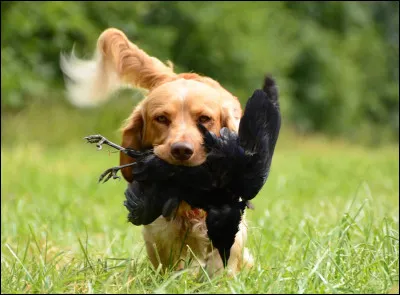 Ton chien tue un oiseau et te le donne. Comment réagis-tu ?