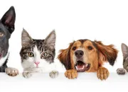Quiz Chat ou chien ?