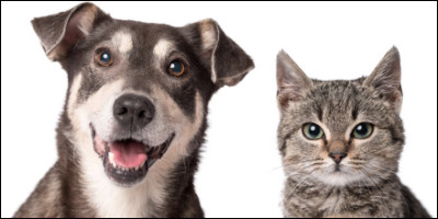 Je suis considéré comme le meilleur ami de lhomme. Je suis un