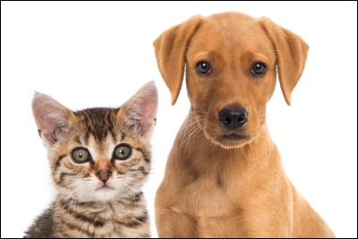 Mes griffes sont rétractables. Je suis un