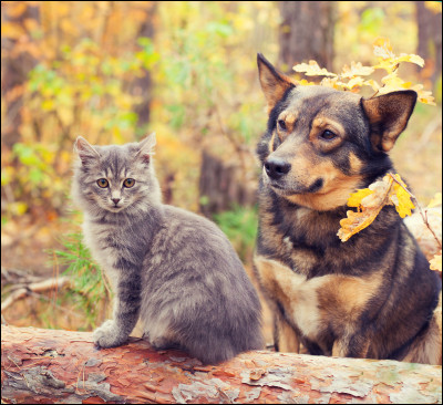 Je suis devenu un animal domestique. Je suis un