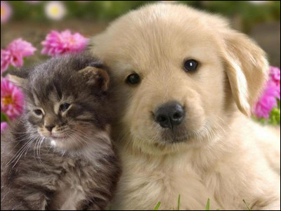 Mon cri se dit « myau » en Russe. Je suis un