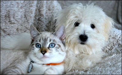 Jai des séries de livres qui me sont dédiés, ça sappelle « La Guerre des clans ». Je suis un