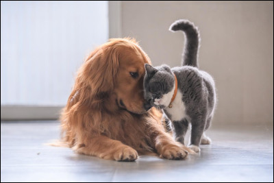 En France, quand on pense à moi, on pense souvent à un « Médor ». Je suis un