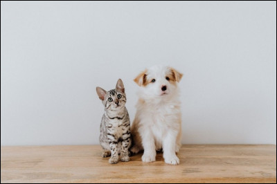 Je peux être un basset hound ou encore un berger allemand. Je suis un