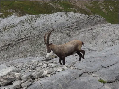 Quel est cet animal ?