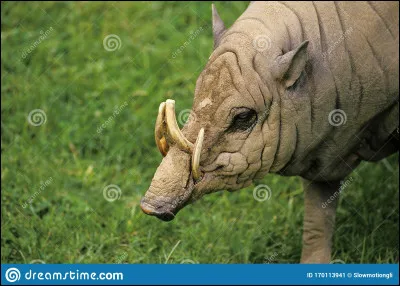 Quel est cet animal ?