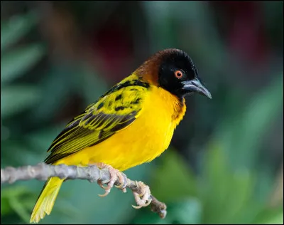 Quel est cet animal ?