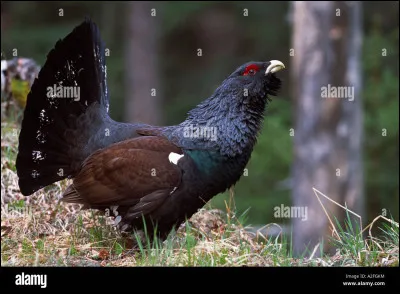 Quel est cet animal ?