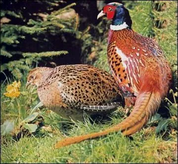 Animaux. Quel est cet oiseau souvent chass dans nos champs et forts ?