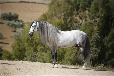 Quel cheval lui ressemble ?