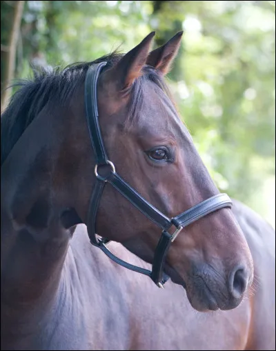 Il a ensuite reçu un nom, quel est ce nom ?