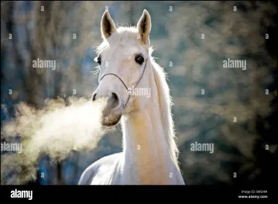 Quelle est l'espérance de vie d'un lusitanien ?