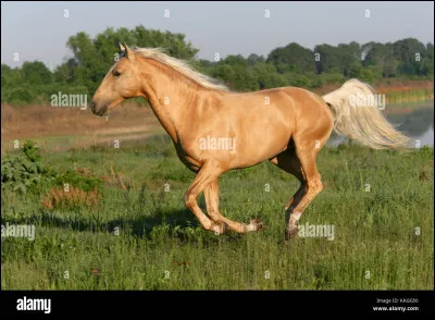 Les lusitaniens sont-ils dans le top 3 des plus belles races au monde ?